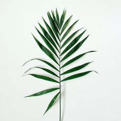 Green tropical palm leaf on white background.