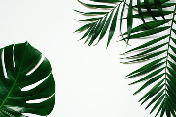 Obraz premium Oddziały zielony liść świeckich liści tropikalnych palm na białym tle. Pokój na tekst, kopię, napis.