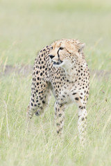 Fototapeta na wymiar Cheetah (Acinonix jubatus) walking on savanna, Masai Mara, Kenya