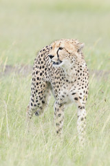 Cheetah (Acinonix jubatus) walking on savanna, Masai Mara, Kenya