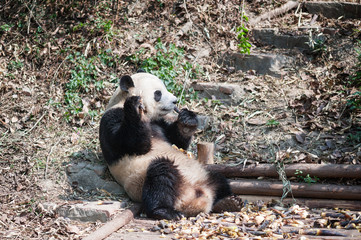 Obraz na płótnie Canvas Giant panda sitting down and eating bamboo, Chengdu, China