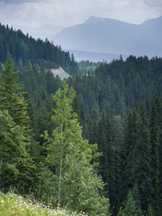 Elevated view of forest, Fairmont Hot Springs, British Columbia, Canada