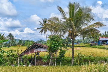Beautiful palm landscape on Bali island, Indonesia