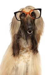 Dog with glasses