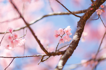 Close up of Cherry blossom flower during Hanami festival