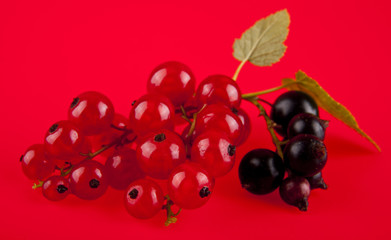red and black currants on a red background
