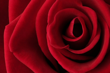 Closeup of a wonderful red Rose (Rosaceae).