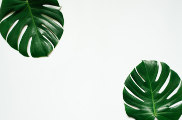 Two green monstera tropical leaves frame on white background. Empty space for copy, text, lettering.