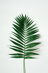 Green tropical palm leaf on white background.