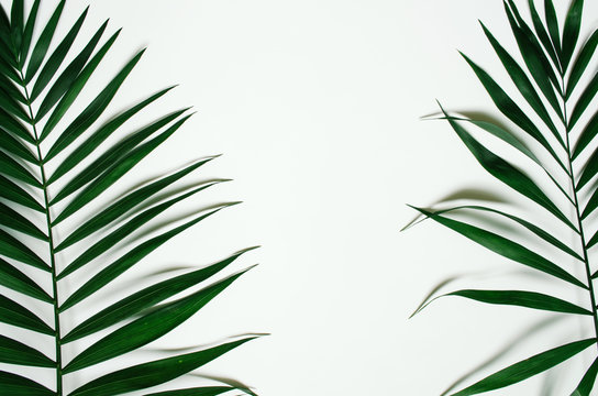 Green flat lay tropical palm leaf branches on white background. Room for text, copy, lettering.