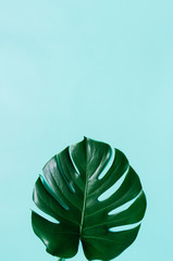 Green flat lay tropical monstera leaf on cyan blue background. Room for text, copy, lettering.