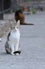 イタリアの猫