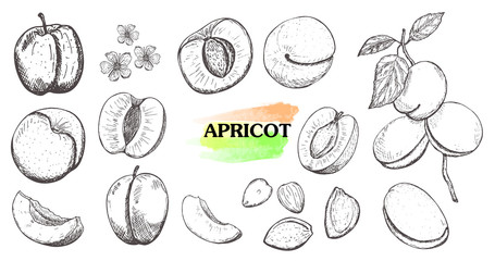 Hand drawn apricot set isolated on white background.