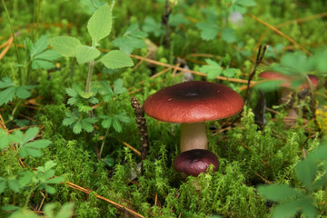 Russula emetica Hongo rojo, Red mushroom Mushrooms in forest, hongo en el bosque
