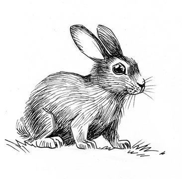 Ink black and white illustration of a cute rabbit