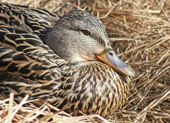 Nesting Mallard duck female laying in a nest of dried grasses 
