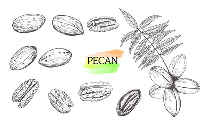 Hand drawn pecan nut set isolated on white background. - obrazy, fototapety, plakaty