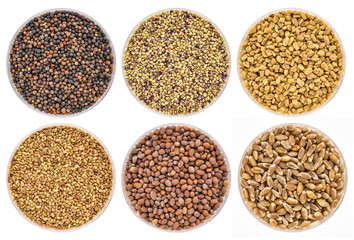 set of organic sprouting seeds