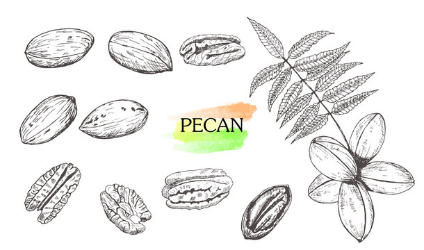 Hand drawn pecan nut set isolated on white background.