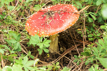 Amanita muscaria  Amanita poisonous mushroom Mushrooms in forest, hongo en el bosque