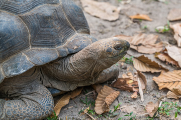 The Aldabra Giant Tortoise is a giant species of Tortoise native to the Aldabra Islands in the Indian ocean.