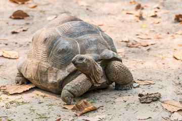 The Aldabra Giant Tortoise is a giant species of Tortoise native to the Aldabra Islands in the...