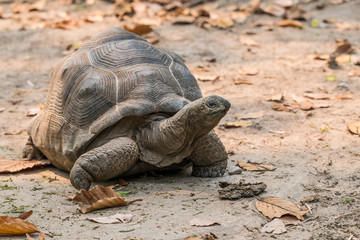 The Aldabra Giant Tortoise is a giant species of Tortoise native to the Aldabra Islands in the Indian ocean.