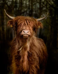 Foto op Plexiglas Schotse hooglander Schotse hooglanders in het bos