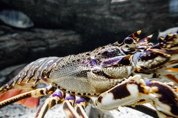 Close-up of crab, Greece