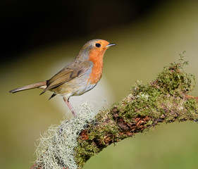 Robin