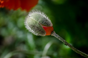 Orange small wild poppy flower in bloom. Ant on beautiful spring flower stem, close-up in May