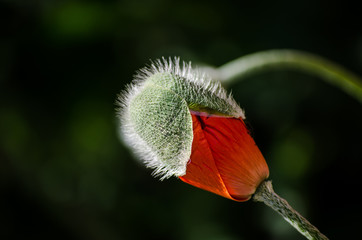 Orange small wild poppy flower in bloom. Beautiful spring flower petals close-up in May