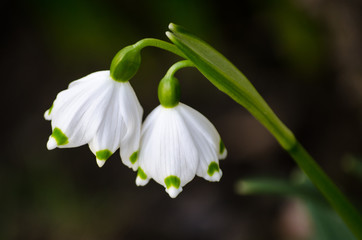 Pair of snowdrop spring flowers