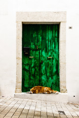 Dog resting with green door at backdrop, Greece
