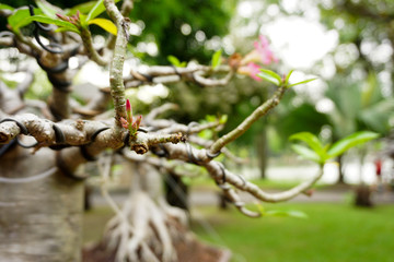Bonsai tree in spring garden