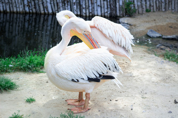 White pelican cleans up wings with big yellow peak neb