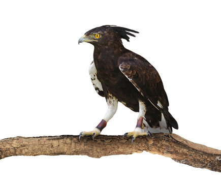 Long-crested eagle (Lophaetus occipitalis). Isolated on white