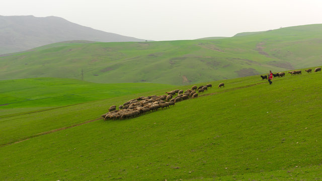 Herd of sheep on a green hill