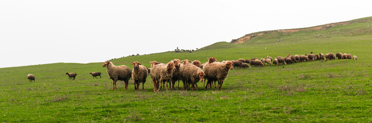 Naklejka premium Herd of sheep on a green hill
