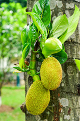 Jackfruit tree and fruits