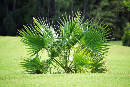 A small fan-shaped palm tree in a summer tropical park