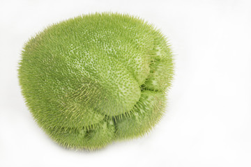 Chayote con espinas