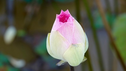 Lotus, Lotusblüte, Lotusknospe, Lotusblätter, Blütenstempel