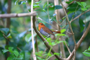 Japanese robin (Erithacus akahige tanensis) in Miyake Island, Japan 
