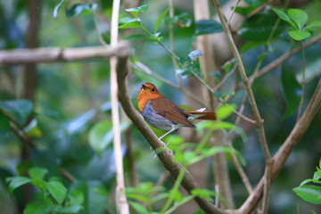 Japanese robin (Erithacus akahige tanensis) in Miyake Island, Japan 
