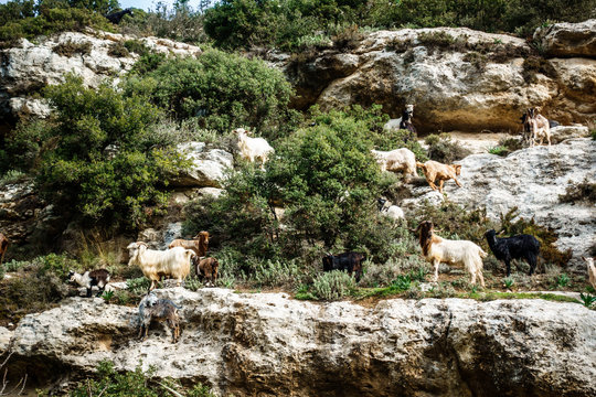 Group of mountain goats, Greece