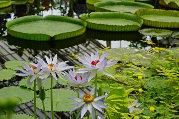 Water Lily