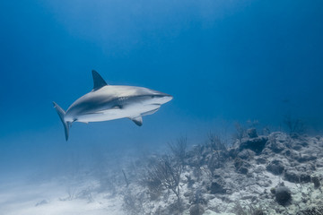 Obraz premium carcharhinus amblyrhynchos grey reef shark