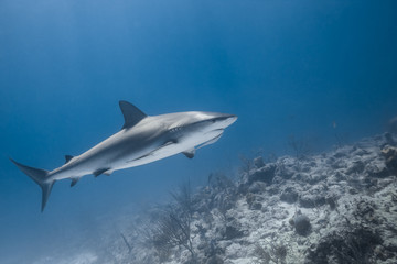 carcharhinus amblyrhynchos grey reef shark