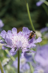 Bee and purple flower